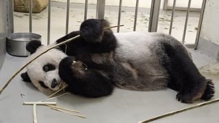 Tuan Tuan, el panda donado por China a Taiwán falleció