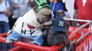 Nueva York, una 'Ciudad de perros'