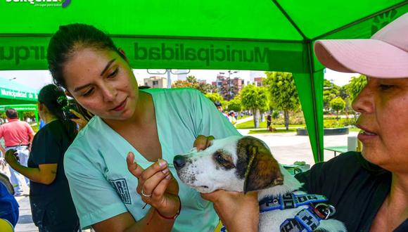 La organización ‘Fundación Rayito’ realizará una feria de mascotas llamada ‘Carnaval Mascotero’, actividad que busca recolectar fondos para perros y gatos rescatados. (Foto: Fundación Rayito)