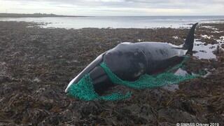 Encuentran una ballena embarazada muerta tras quedar atrapada en una red de pesca 