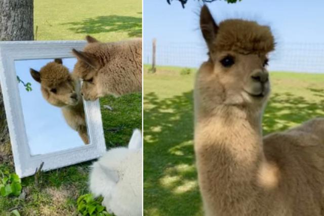 La conducta de la alpaca divirtió a miles de usuarios en todo el mundo. (YouTube: ViralHog)