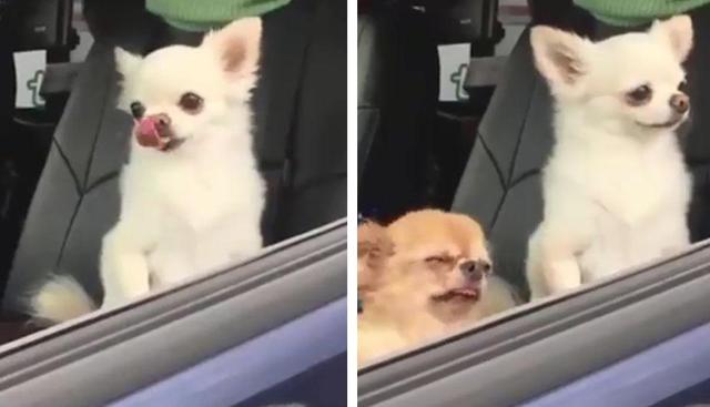 Estos son los perros virales que te sacarán una sonrisa en tus días más complicados. | Facebook