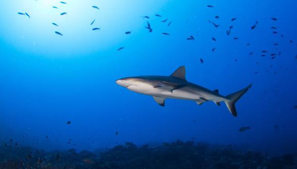 La caída en los niveles de oxígeno amenaza a algunas especies como el atún, el pez espada y los tiburones. (Foto: IUCN)