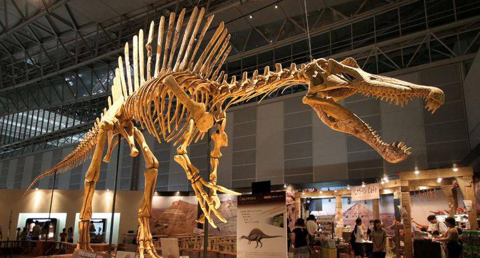 El Spinosaurus tenía un cráneo similar a el de un cocodrilo. (Foto: Kabacchi/Flickr)