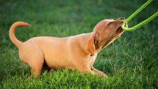 Juega con tu perro y enséñale quién manda