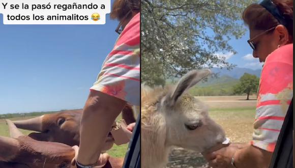 Joven lleva a su madre a ver animales y ella les termina regañando para darles de comer | VIDEO (Foto: TikTok/ @monseelerma)