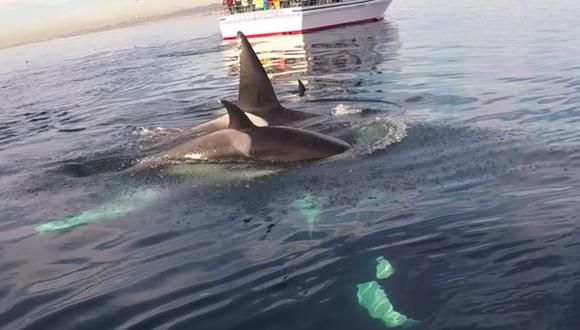Mira unas amistosas orcas nadar junto a un hombre en California