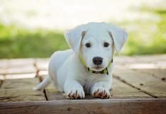 Adopción de perros: claves a considerar para hacerlo de forma responsable