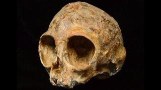 Antiguo cráneo de simio bebe brinda pistas del pasado de la humanidad