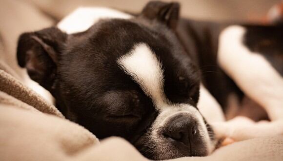 Trucos para acostumbrar a tu perro a utilizar su cama nueva. (Foto: Pexels)