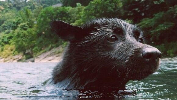 El perro cayó al agua cuando intentaba perseguir a su amo. (Foto referencial - Pexels)