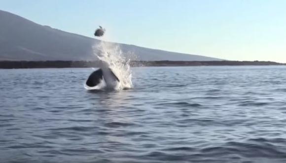 Orca hizo volar a tortuga para devorarla [VIDEO]