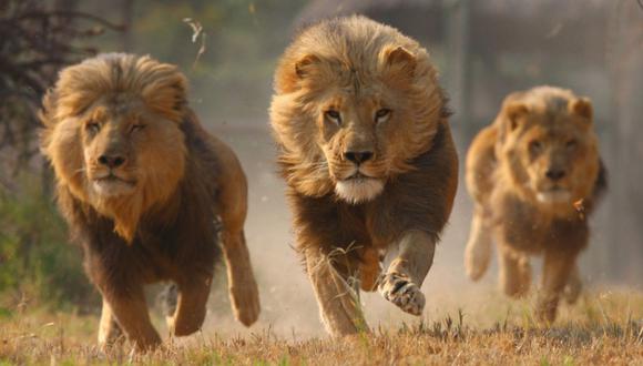 En Sudáfrica, los leones nacidos en Berdyansk hace un año y medio, vivirán en la reserva natural Love Lions Alive. Foto: AP