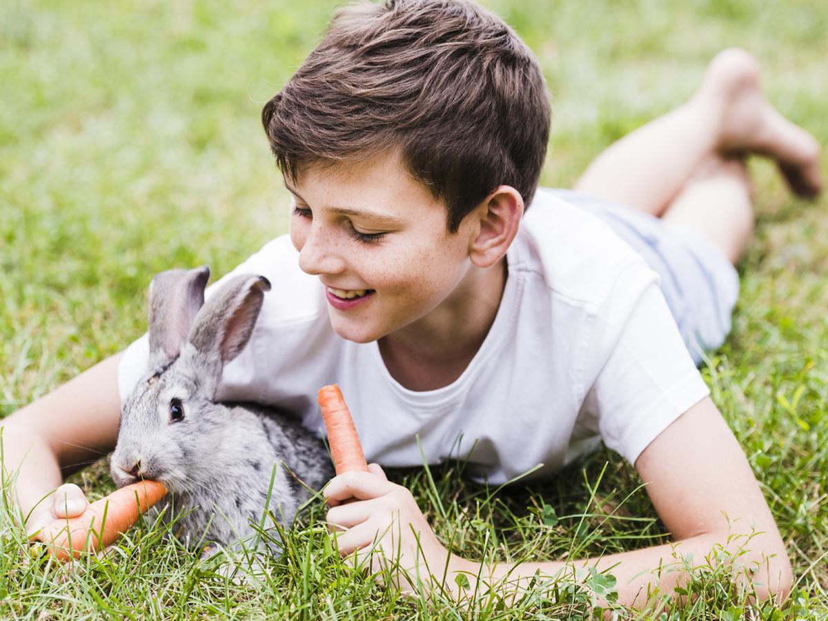 Juguetes de inteligencia: cómo elegir uno para conejos