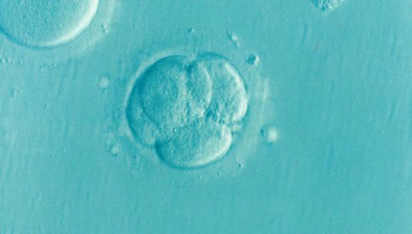 Imagen de un embrión cultivado en laboratorio. (Foto referencial: Pixabay)