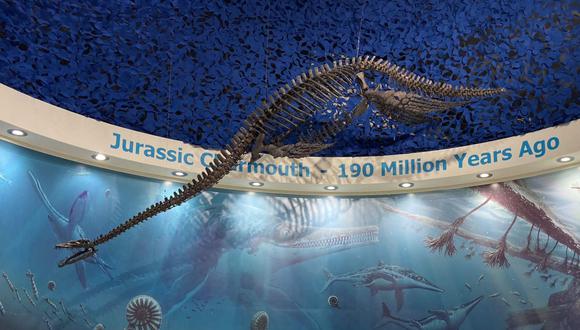 En esta imagen se aprecia el fósil de reptil marino de 200 millones de años que fue hallado por un perro. (Foto: Charmouth Heritage Coast Center / Facebook)