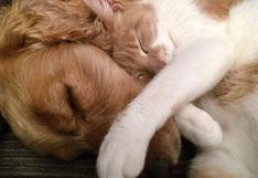 WUF: perro y gato se dan un emotivo ‘abrazo’ y escena enternece en redes