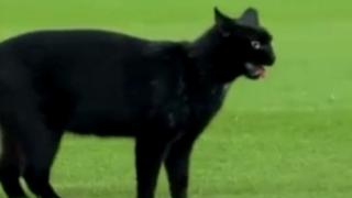 Un gato negro se mete en el debut del Barcelona en el Camp Nou