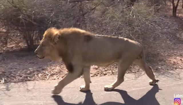 Se viralizó en YouTube el impresionante enfrentamiento entre un león y un antílope. (Video: Captura)