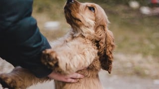 Perro enseña a su dueño la forma más ocurrente de saltar en un trampolín y causa ternura en Youtube