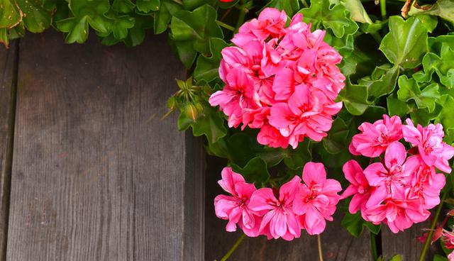 Hay que monitorearlo constantemente para que no se enferme o sea atacado por el gusano de hoja, su principal enemigo. (Foto: Shutterstock)