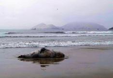 Áncash: piden retirar nueve lobos marinos muertos en playa de Samanco