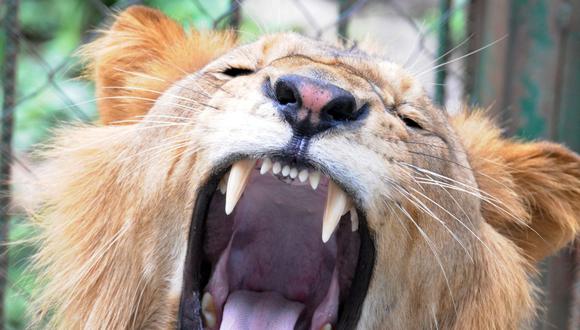 imagen referencial. El año pasado, Tanzania sacó a 36 leones del parque nacional de Serengeti. (Foto: AFP)
