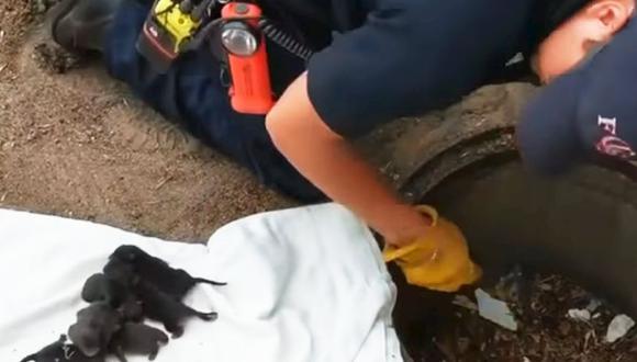 YouTube: Rescatan a ocho zorras cachorro en desagüe de Colorado. (Foto: Captura)