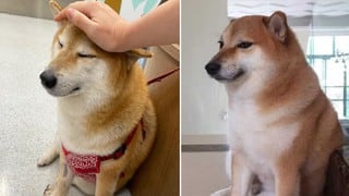 Cheems, el perro estrella de los memes, presenta una leve mejoría y esto es lo último que se sabe