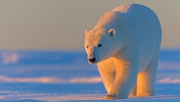 El Refugio Nacional de Vida Silvestre del Ártico es la reserva natural más prístina de Estados Unidos. (Getty Images).