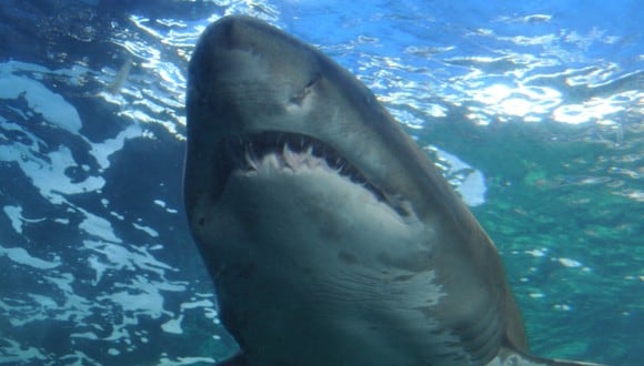 De desarrollarse el dispositivo, los ataques de tiburones podrían reducirse dramáticamente en Estados Unidos. (Referencial - Pixabay)