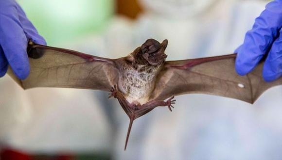 Los científicos analizaron diferentes especies de murciélagos que viven en grutas calcáreas de Laos. (Foto referencial, GETTY IMAGES).