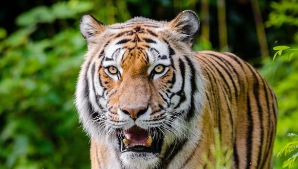 La pelea de lo tigres ocurrió cuando unos turistas se desplazaban por un camino. El registro de la riña se hizo viral en YouTube. (Foto referencial - Pexels)