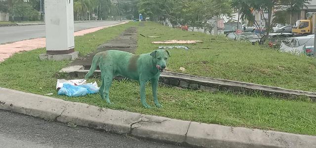 La triste historia de este perro pintado de verde se ha hecho viral en Facebook.