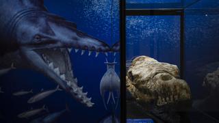 ‘Depredador de Ocucaje’: Hallan un ancestro de ballena que habitó el mar peruano hace 36 millones de años