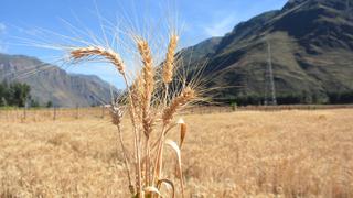 Midagri presentó el INIA 440 K’anchareq, un nuevo trigo con alta calidad genética