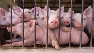 EE.UU. prohíbe antibióticos en animales para el consumo humano