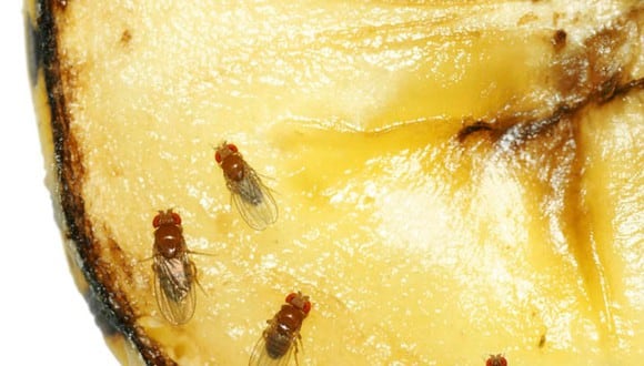 Las moscas de las fruta empezarán ulular por plátanos y manzanas al más mínino atisbo de descomposición (Foto: @mirage3)