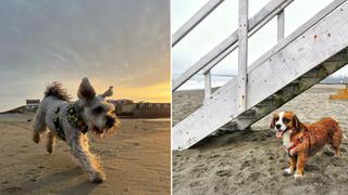 WUF: 5 playas que puedes visitar con tu mascota este verano