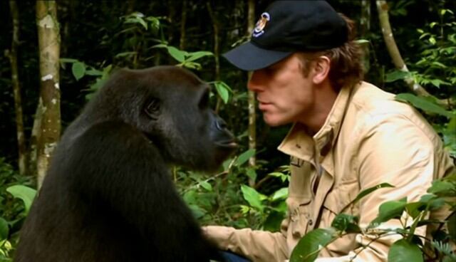 Se viralizó en Facebook el emocionante encuentro entre un hombre y un gorila al que crió cuando era bebé. (Foto: Captura)