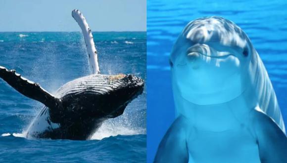 Conoce el motivo de su proclamación y detalles interesantes sobre estos mamíferos acuáticos: Día Mundial de las Ballenas y los Delfines. (Foto: laverdadnoticias.com)