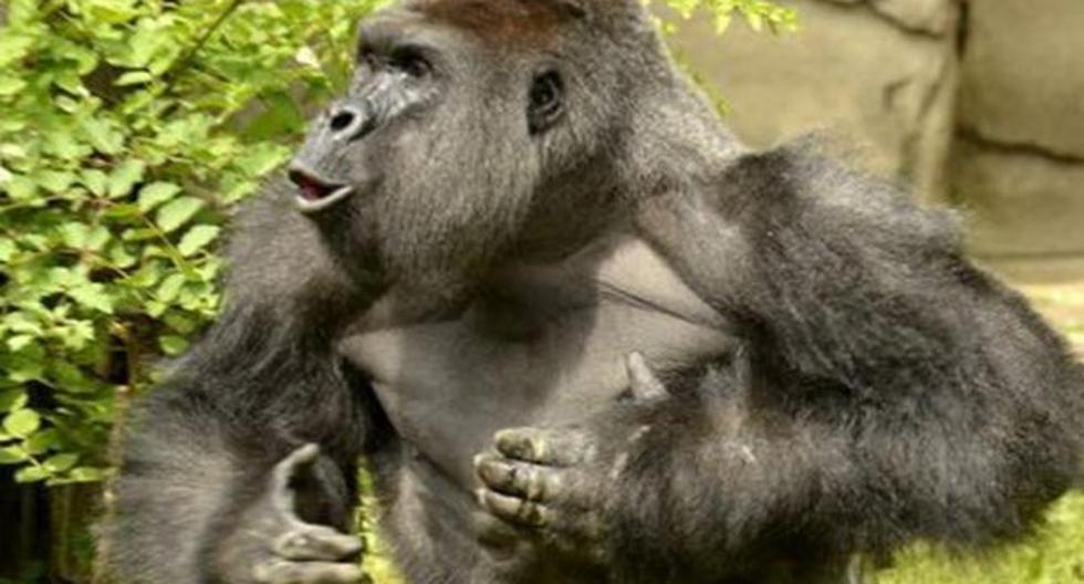 Ciudadanos piden que padres de menor que cayó a fosa de gorila sean castigados por su descuido. (Foto: EFE)