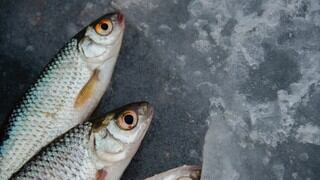 5 trucos para reconocer un pescado fresco