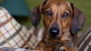 Nadie imaginó que un perro salchicha iba a convertirse en el 'salvador' de un equipo de fútbol