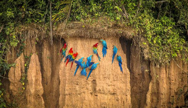 Guacamayos en la collpa Chuncho, en Tambopata. Foto. Shutterstock