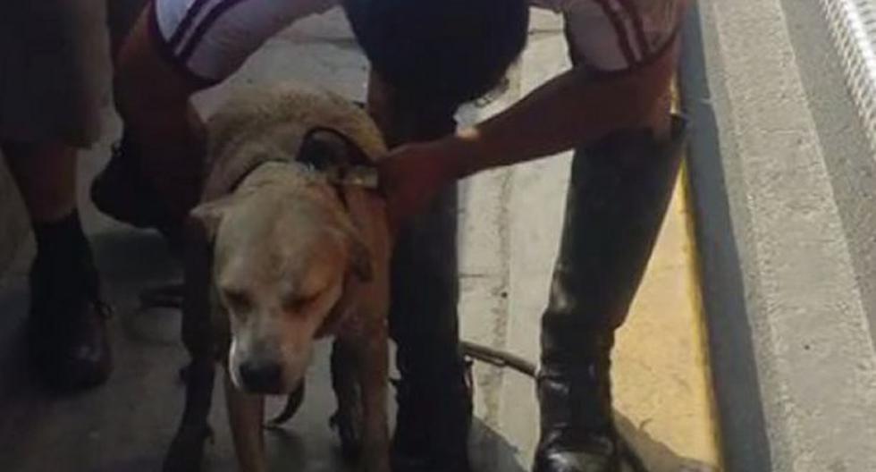 La Policía Nacional publicó el video de un rescate a un perrito del Río Rímac. (Foto: Captura Facebook PNP)