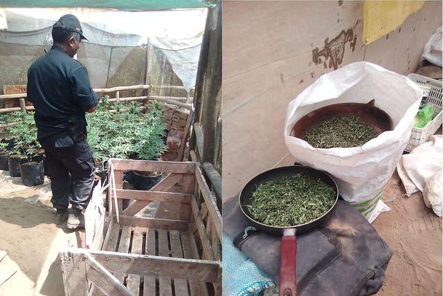 La comisaría de Pachacámac encontró 200 plantones de marihuana cuando apoyaba en un desalojo.
