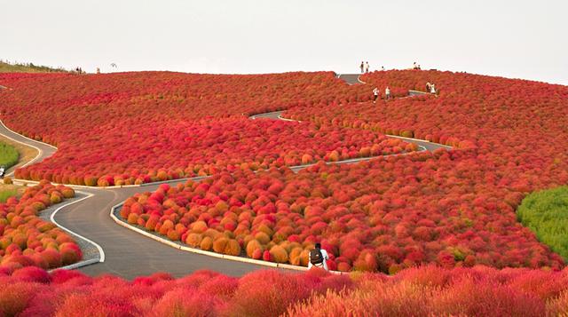 Mira este espectacular 'parque rojo' que deslumbra en Japón - 1