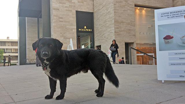 Este centro comercial da hogar temporal a sus perros rescatados - 2