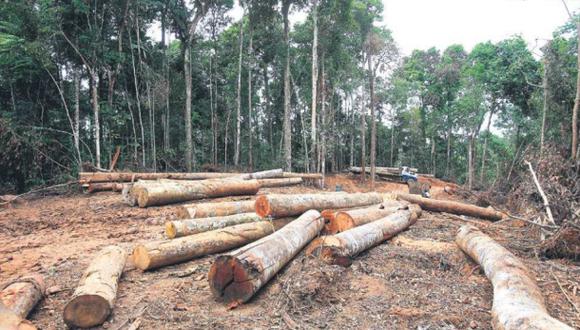 Hay 49 comunidades nativas sin título expuestas a tala ilegal